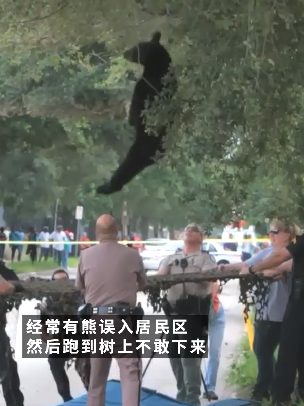 黑熊上樹(shù)后被麻醉?yè)袈洌?2年前的一樁舊聞讓網(wǎng)友笑得扣功德