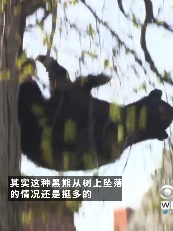 黑熊上樹(shù)后被麻醉?yè)袈洌?2年前的一樁舊聞讓網(wǎng)友笑得扣功德