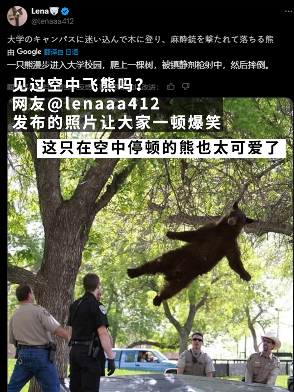 黑熊上樹(shù)后被麻醉?yè)袈洌?2年前的一樁舊聞讓網(wǎng)友笑得扣功德