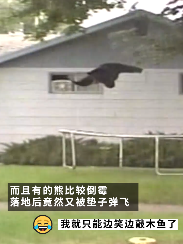 黑熊上樹(shù)后被麻醉?yè)袈洌?2年前的一樁舊聞讓網(wǎng)友笑得扣功德