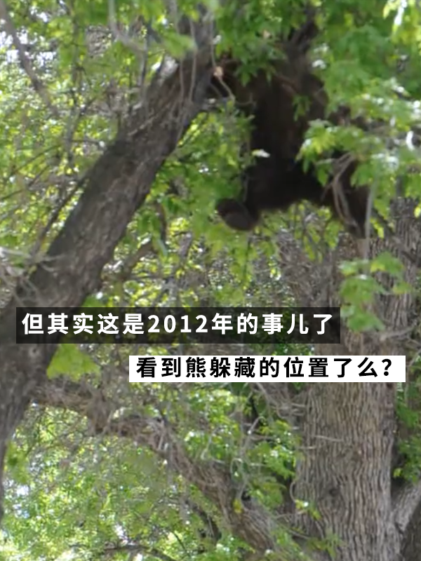 黑熊上樹(shù)后被麻醉?yè)袈洌?2年前的一樁舊聞讓網(wǎng)友笑得扣功德