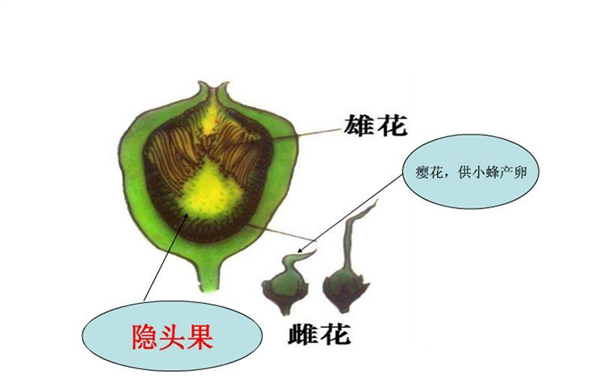 這種水果富含膳食纖維和鈣、鉀 現(xiàn)在吃正好