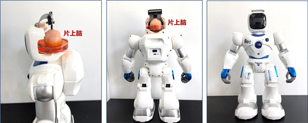 把人腦塞進機器人：還真干成了
