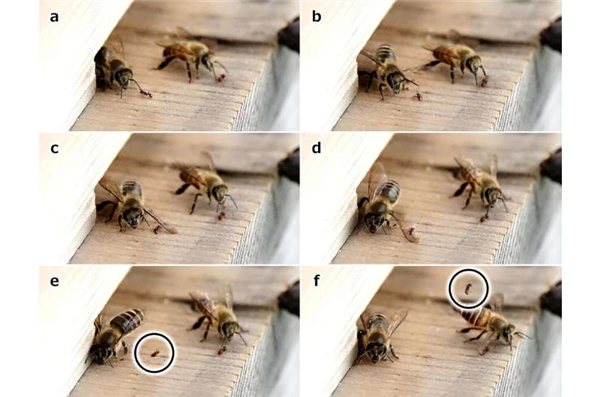 高溫悶死、涂抹糞便...蜜蜂還有這些奇葩防御手段