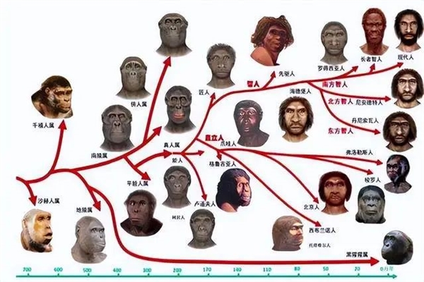 人類為什么能夠在進化中勝出：是必然還是偶然？