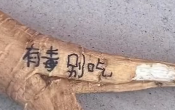 9小時速通緬北、海上漂流36小時獲救 人類主角團誕生了