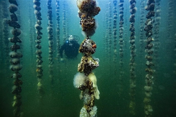 巴西發(fā)現(xiàn)鯊魚可卡因嚴(yán)重超標(biāo) 超標(biāo)百倍 會因太興奮而失控嗎？