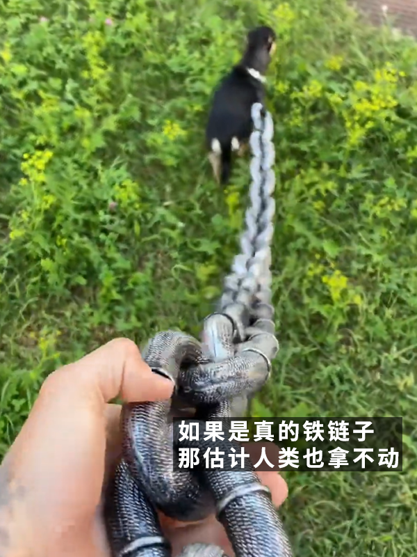 犯天條了？5斤的狗好像配了根500斤的鏈子