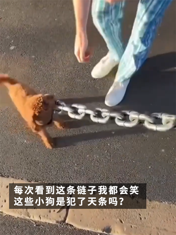 犯天條了？5斤的狗好像配了根500斤的鏈子