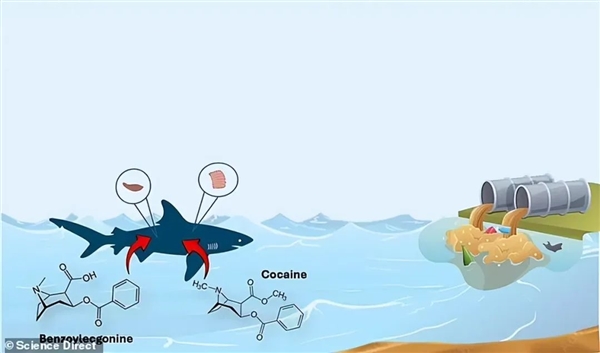 巴西發(fā)現(xiàn)鯊魚可卡因嚴(yán)重超標(biāo) 超標(biāo)百倍 會因太興奮而失控嗎？