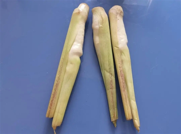 現(xiàn)在正上市！它是蔬菜界的“水中參” 很多北方人都沒(méi)吃過(guò)