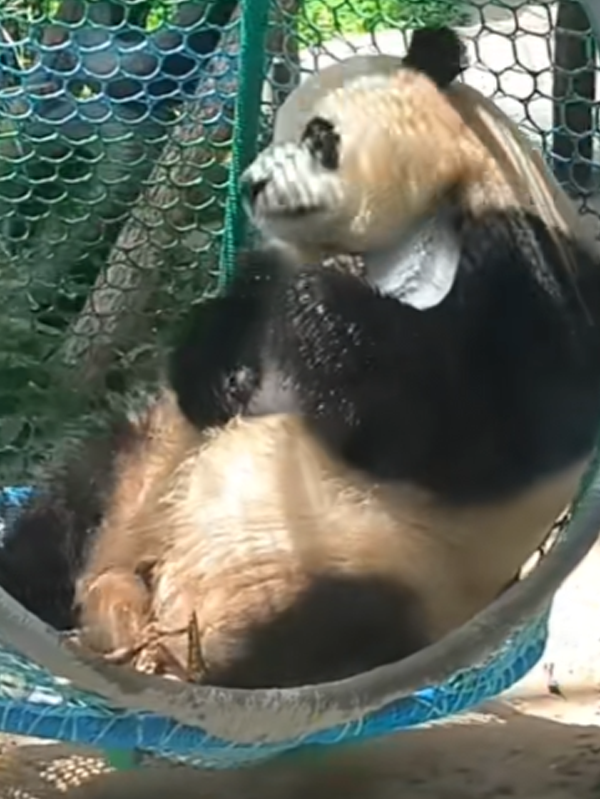 沒有動物能在夏天拒絕冰塊的誘惑：但整活兒還得大熊貓！