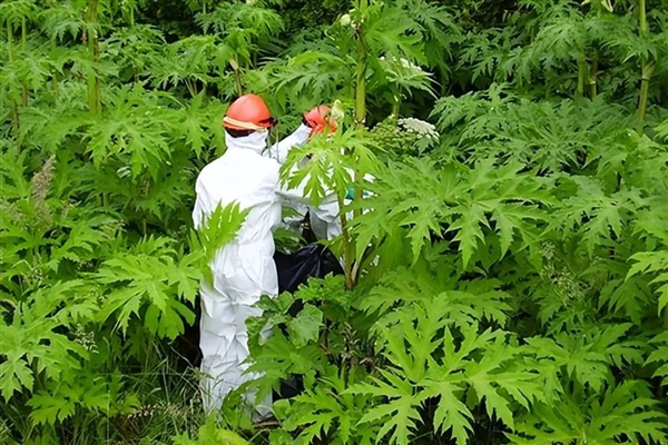 英國引入觀賞 沒成想是超級毒草：碰一下起大泡 一滴就眼瞎