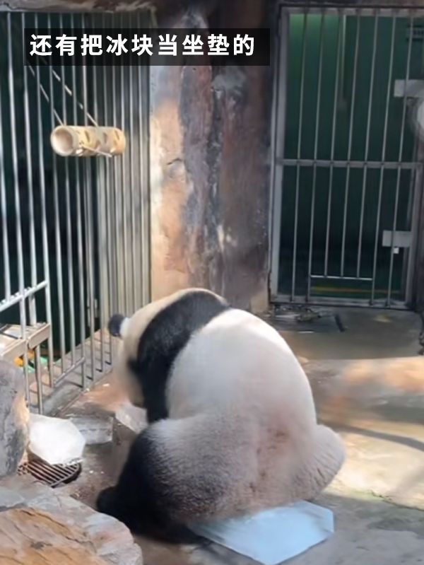 沒有動物能在夏天拒絕冰塊的誘惑：但整活兒還得大熊貓！