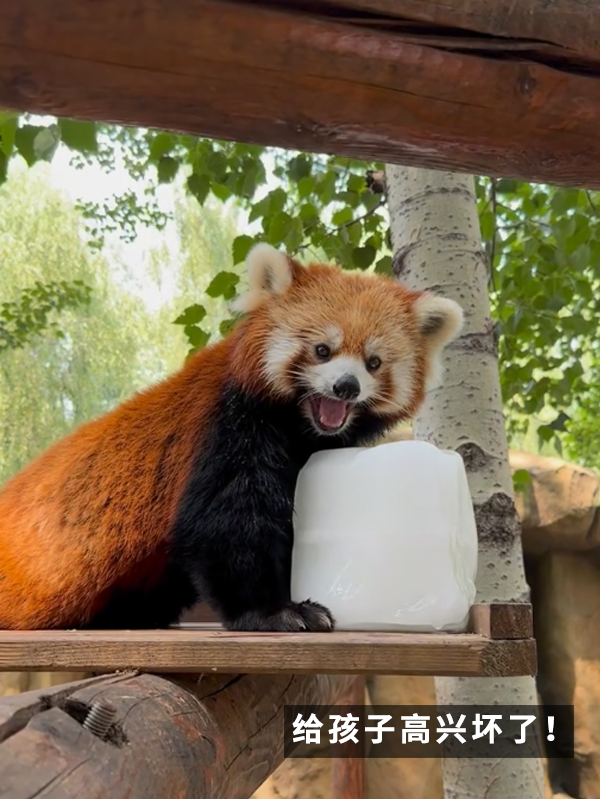 沒有動物能在夏天拒絕冰塊的誘惑：但整活兒還得大熊貓！