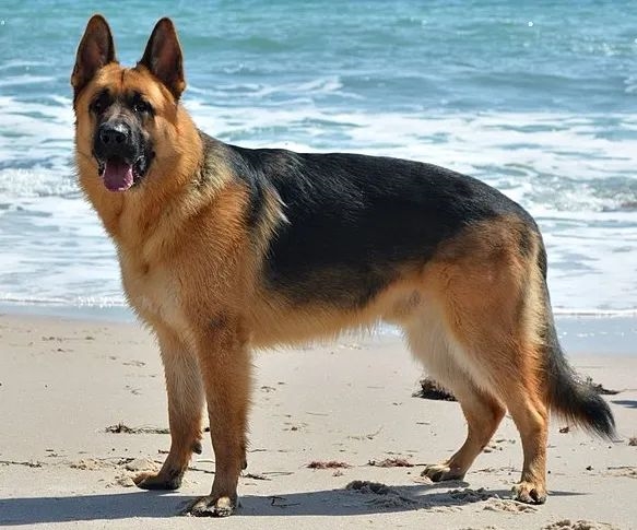 為什么狼群不敢攻擊有牧羊犬的羊群？難道打不過(guò)一條狗？