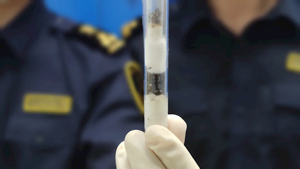 10只活體巨首收獲蟻被海關(guān)查獲：外來(lái)物種 性情兇猛