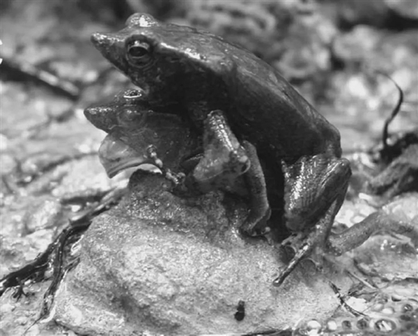 死蛙、死魚、鞋子、石頭、牛糞：青蛙為啥抱著它們“談戀愛”？