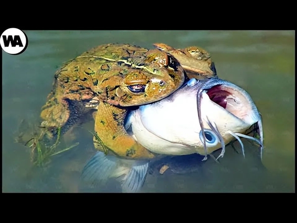 死蛙、死魚、鞋子、石頭、牛糞：青蛙為啥抱著它們“談戀愛”？