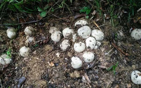 一家四口在雜草堆上快樂蹦跳 網友緊急喊停：過山峰蛇窩
