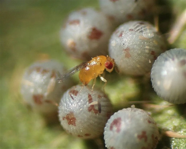 神奇的細菌：讓蚊子絕育 讓黃蜂變性！總算明白了