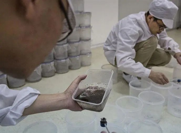 神奇的細菌：讓蚊子絕育 讓黃蜂變性！總算明白了