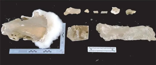 陜西一溶洞內(nèi)發(fā)現(xiàn)大熊貓化石：完整程度十分罕見(jiàn)