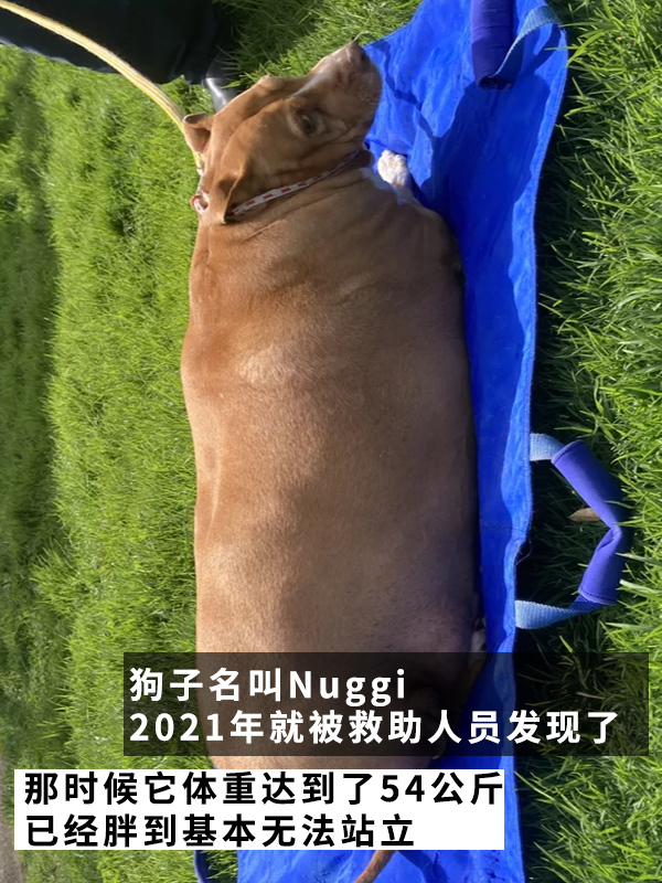 因?yàn)楣纷犹种魅吮慌腥氇z兩個(gè)月！罰款5000多