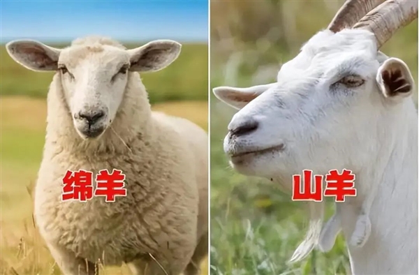 為什么羊沒能成為人類的寵物，而向人吐口水的羊駝卻成了？