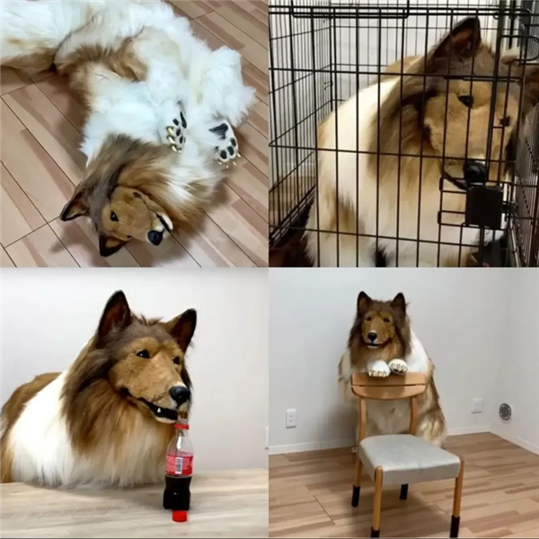 把自己扮成牧羊犬的日本小哥有后續(xù)了 他找到了伙伴