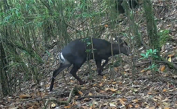 四川木里驚現(xiàn)罕見白色瑞獸：系毛冠鹿、國二保護(hù)動物