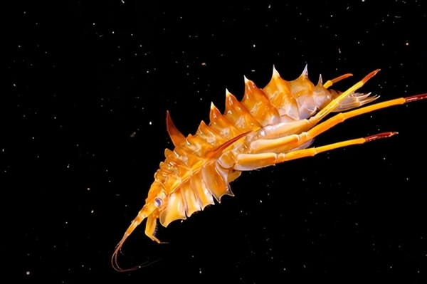 生物監(jiān)獄？3萬平方公里的俄羅斯貝加爾湖 80%物種獨一無二