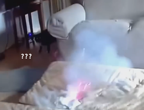 狗子放火把家燒了！不看監(jiān)控屋主這輩子都找不到縱火犯