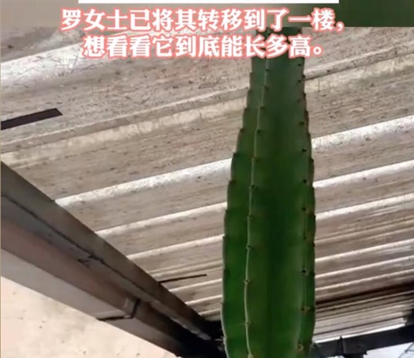 女子買回15厘米多肉4年后變3米：已戳到了頂棚