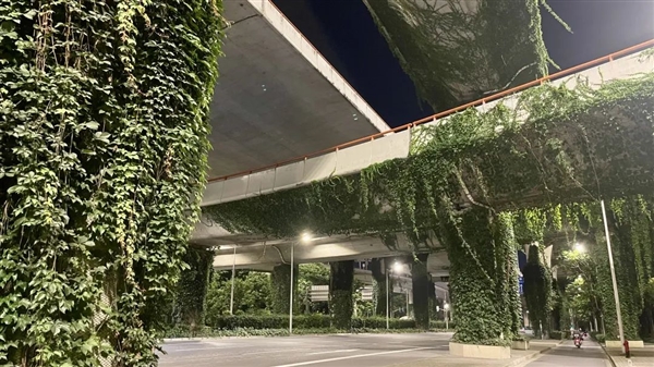高架橋下到處可見的爬山虎：是怎么爬上去的？