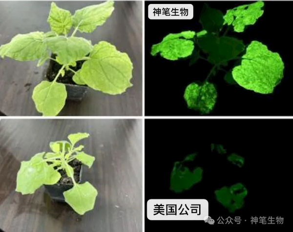《阿凡達(dá)》世界成真！我國科研團(tuán)隊成功打造出高亮發(fā)光植物