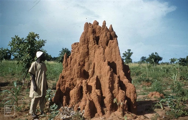 宏大的生物工程！白蟻用3800年 打造了2億個3米高土丘