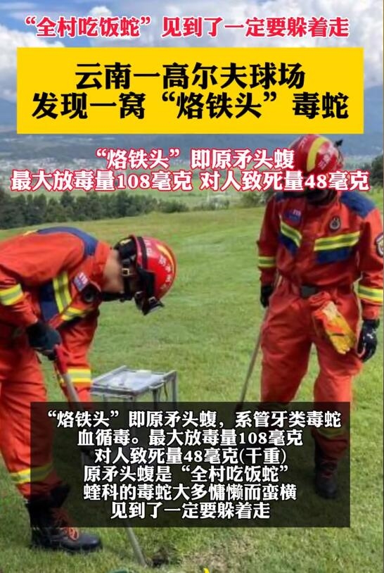 云南騰沖發(fā)現(xiàn)一窩烙鐵頭毒蛇：見(jiàn)到了一定要躲著走