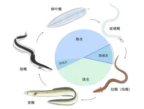 它被稱(chēng)為“水中軟黃金” 現(xiàn)在中國(guó)產(chǎn)量全球第一！