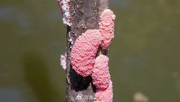 河南一地發(fā)現(xiàn)外來(lái)入侵物種福壽螺：誤食可致癡呆