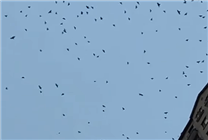 內(nèi)蒙古一地上空現(xiàn)萬鴉飛舞奇觀 當(dāng)?shù)鼗貞?yīng)：自然現(xiàn)象
