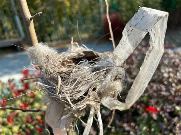 幾根樹(shù)枝就當(dāng)窩、還“隨地大小蛋”！這鳥(niǎo)也太“擺爛”了