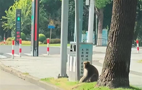 上海出現(xiàn)一只在逃嗎嘍：國(guó)家二級(jí)保護(hù)動(dòng)物
