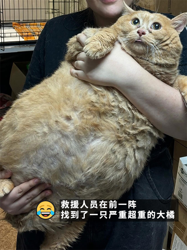 笑死！俄羅斯胖橘貓減肥時(shí)偷偷跑路：半路被卡住了 