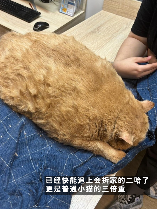 笑死！俄羅斯胖橘貓減肥時(shí)偷偷跑路：半路被卡住了 