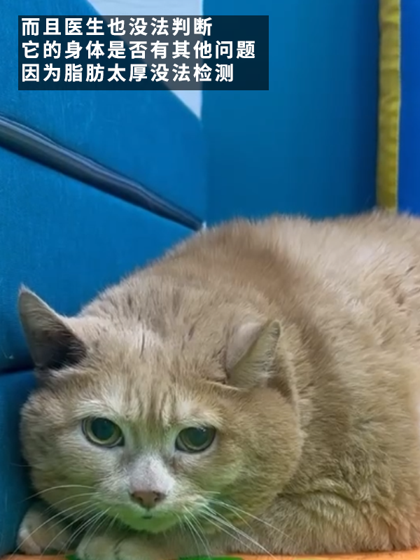 笑死！俄羅斯胖橘貓減肥時偷偷跑路：半路被卡住了 