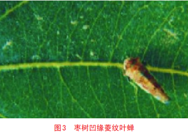 網(wǎng)友姥姥家的棗樹突然就“發(fā)瘋” 還會傳染 真相來了
