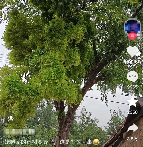 網(wǎng)友姥姥家的棗樹突然就“發(fā)瘋” 還會傳染 真相來了