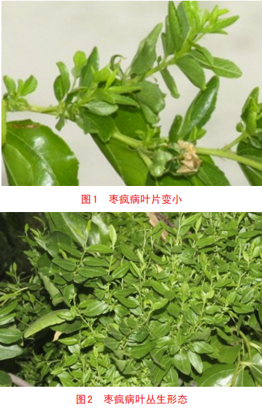 網(wǎng)友姥姥家的棗樹突然就“發(fā)瘋” 還會傳染 真相來了