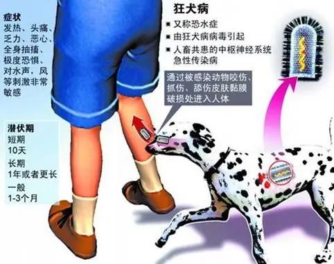 致死率近100%的疾?。壕筒卦谀阄疑磉?！
